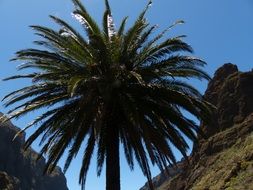 top of date palm among rocks, spain, canary islands