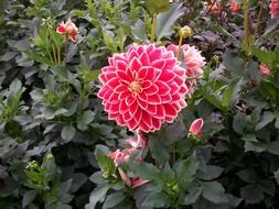 incredible beauty of the flower dahlias