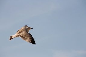 seagull in flight as a symbol of freedom