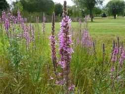 landscape of long purple flowers on the field