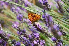 bright Butterfly on the purple lavender