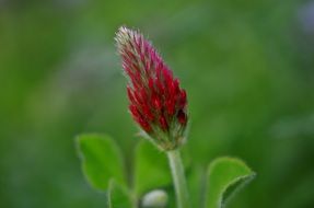 fluffy colorful bud