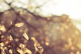 Dry leaves on tree branches