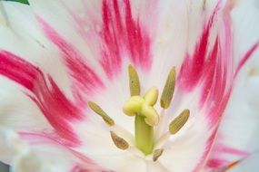 pink white tulip blossom