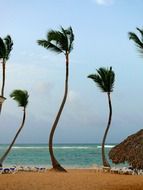 curves palm trees on the beach in dominican Republic