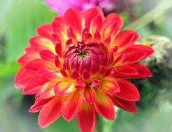 bright bud of dahlias