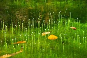 the grass and the leaves on the water