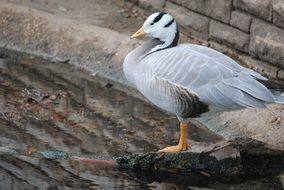 white duck near water