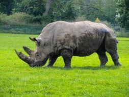 rhino in a wildlife park on green grass
