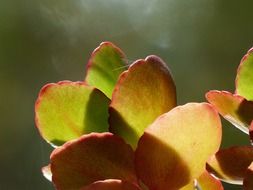 macro photo of room plant leaves in sunlight