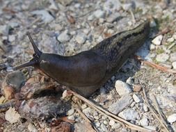 slug is a representative of the fauna