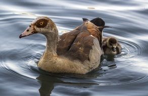 a family of ducks is swimming on the river