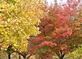 fabulous autumn fall leaves