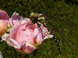 dragonfly on pink rose