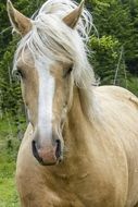 portrait of a purebred white horse