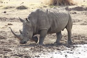 White rhinoceros in the South Africa