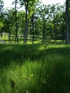 Forest in Wisconsin