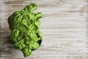 Green basil plant in the pot on wooden surface