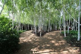 alleys in birch grove at summer