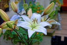 Lilies in drops of water