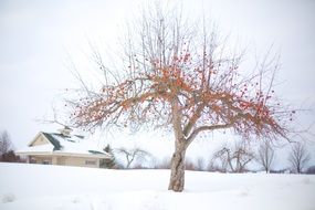 landscape of apple tree with red apples in winter