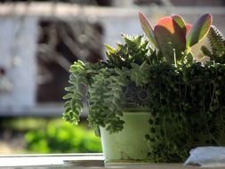 potted cactus succulants