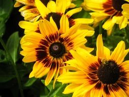 yellow flowers as a sunflower