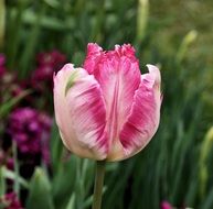 Parrot tulip flower in spring