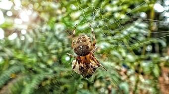 large spotted spider on a web close-up