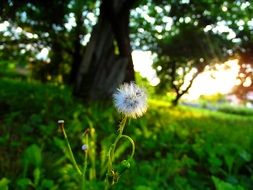 white dandelion on the edge of the forest among the plants in light