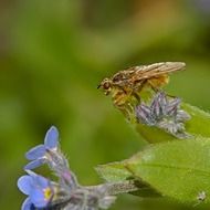 fly insect nature