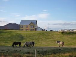 beautiful horses on a pasture in Iceland