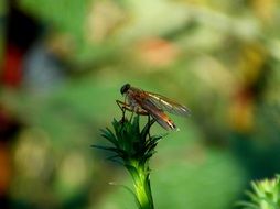 Macro photo of Golden schnepf fly