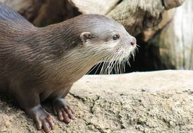 otter on the stone