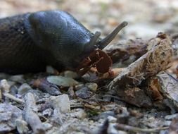 black snail in the forest