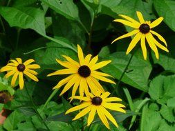 yellow sonnenhut on a green bush