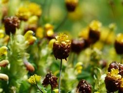 brown dress flowers on meadow macro