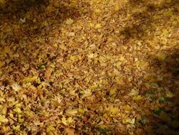 yellow fallen autumn leaves in light and shadow