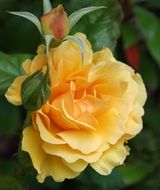 beautiful orange rose flower with bud