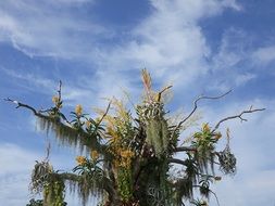 Orchid flowers on tree