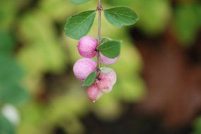 forest pink berries on branch