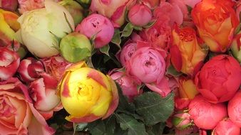 pink and yellow roses close