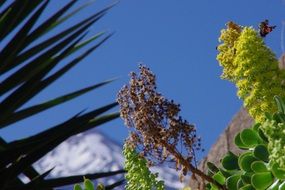 delightful mountain plant