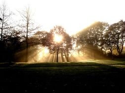 the sun's rays make their way through the dense forest