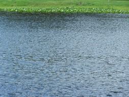 green beach on st johns river in florida