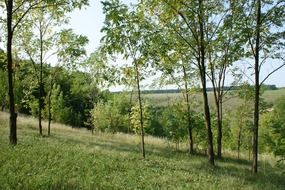 green forest calming landscape
