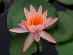 pale pink lotus with bright heart