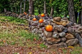 Orange pumpkins on stone fence