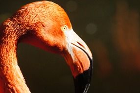 pink flamingo head in nature