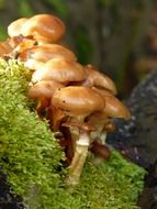 autumn toxic mushrooms in the forest